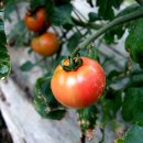 동부농장 이미지