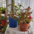 MoonLight46 이미지