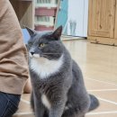 냥아치카페 이미지