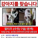 울산 삼산에서 잃어버린 강아지를 찾습니다ㅜㅠ 이미지