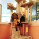 프리티펫 이미지