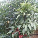 양승열농장 이미지