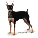 미니어처 핀셔 [Miniature Pinscher] 이미지