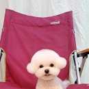 루이앤독 이미지