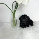 사랑하개 이미지