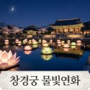 연화로 | 창경궁 물빛연화 2026 주차 팁부터 관람 정보까지! (주차장 폐쇄 주의보)