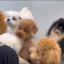 핸즈독(HANDSDOG) 이미지