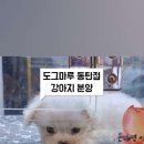 도그마루 강아지 고양이 동탄점 이미지