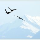 달의 꿈 이미지