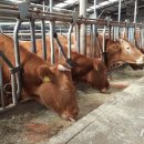 해성축산 이미지