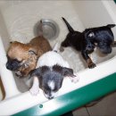 드림24동물병원 이미지