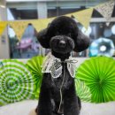 희망애견미용실 이미지