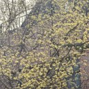 #daily pc | 🌸 경기도 광주 한정식 맛집 해누리, 부모님 칭찬 폭발한 '더덕 마늘 보쌈'과 '강황 솥밥' (ft. 테이블링...