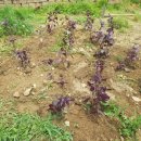 경기도 양평군 정배초등학교 이미지