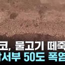 멕시코, 이상고온에 물고기 떼죽음...美 남서부 '50도 폭염' 비상 이미지