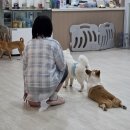양코치 애견카페 네이버블로그