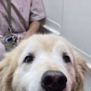 사랑할개 이미지