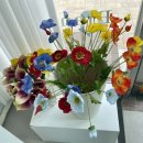 마이미플레르 이미지