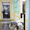 개인생활펫 이미지