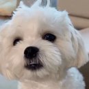 강아지song 이미지