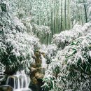 죽녹원로 이미지