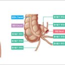 오른쪽 아랫배가 아픈 이유가 &#39;맹장염&#39;일까요 이미지