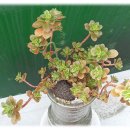 로데오빌 이미지