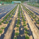 김인석농장 이미지