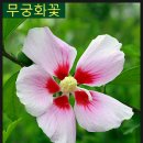 관저2동주민센터 | 대전 관저동 대성관에서 먹은 탕수육과 쟁반짜장