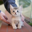 순한고양이 이미지