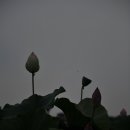 달뜰