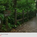 비자림의 아침 이미지