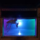 UR(서귀포시)-[토평로]-상-6 | 제주도 신혼여행 숙소 온수풀 풀빌라 브로딕제주