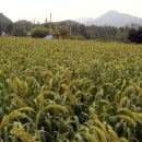 승안2리 마을회관 이미지