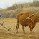 워낭소리 이미지