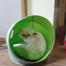 펫클럽 연희점 네이버블로그