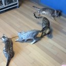 실버스노우