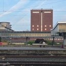 튤립 | [네덜란드] 2026 쾨켄호프 튤립 축제 후기