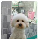 뽀송 이미지