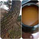 김종덕농장 | #삼해주와 #부의주 그리고#3.1장독립만세 #2021년