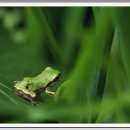 청개구리 이미지