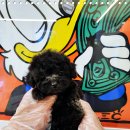 마마스미독 강아지분양 인천점 이미지