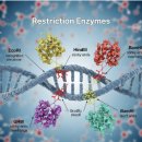 주식회사 메가바이오 이미지