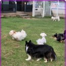 애견카페왕 | 남양주 애견카페왕 방문 후기, 강아지와 함께 힐링한 하루