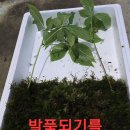 백두산삼