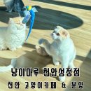 카페마루 | 품종묘 위주의 냥이마루 고양이카페 방문후기 | 천안 고양이카페 | 고양이 분양