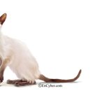 개와냥이동물병원 이미지