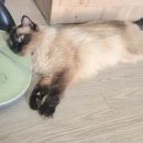 뷰티몽냥 이미지