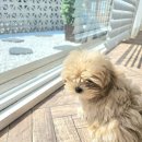 훌랄라 참숯치킨 ( 동삭점) | 훌랄라참숯치킨 동탄영천점