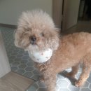 쌍군그루밍 이미지